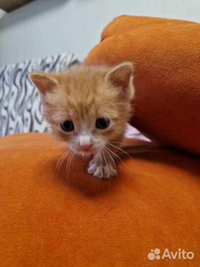 Рыжик в добрые руки