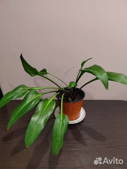 Дримиопсис