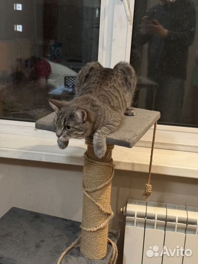 Кошки