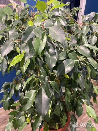 Фикус Бенджамина большой