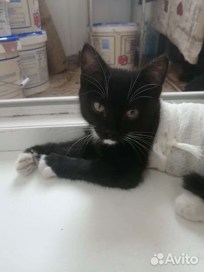 Котёнок