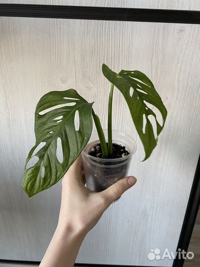 Монстера манки маск