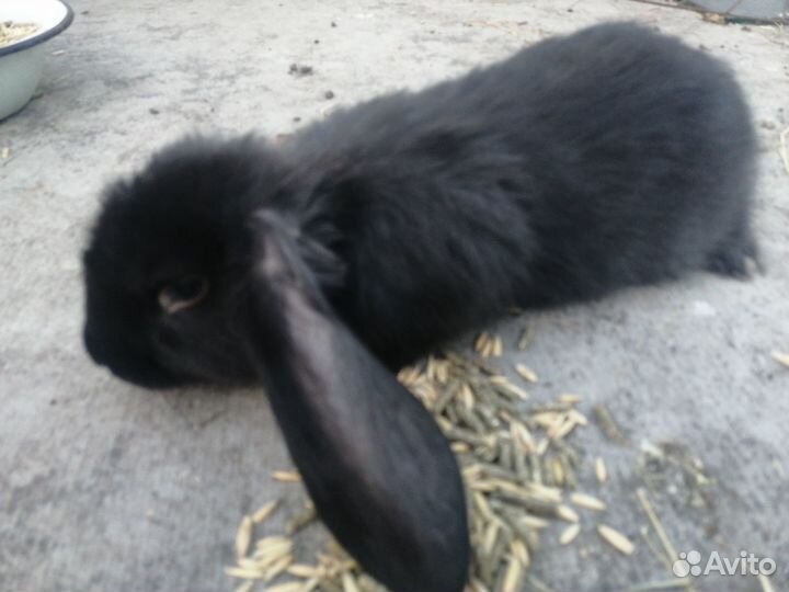 Кролики породы французский баран