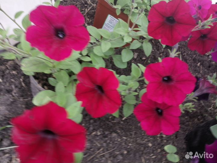 Петуния ампельная, махровая