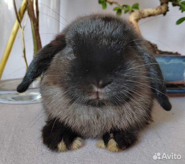 Крольчата полуминилоп, F2 декоративный карликовый