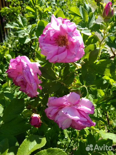 Саженцы махрового розового шиповника.Живая изгород