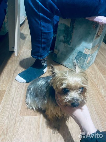 Йоркширский терьер