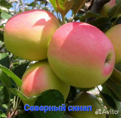 Саженцы яблони