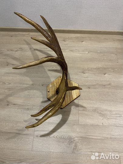 Продам рога лося