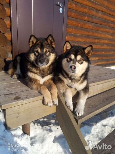 Аляскинский маламут