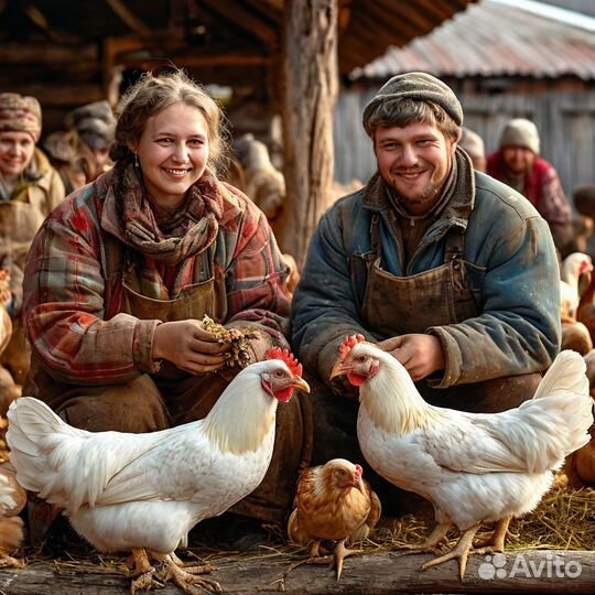 Обработка и уход за птицами. Вахта