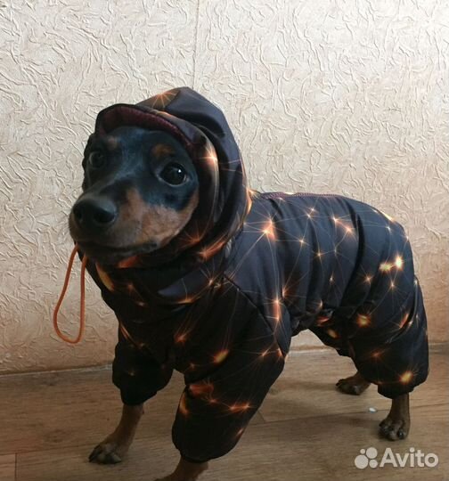 Зимний комбинезон для собак на цвергпинчера кобель