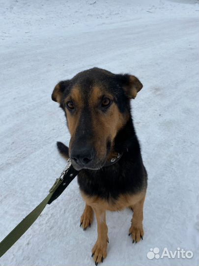 Бонд суперпес немецкая овчарка