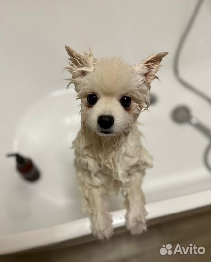 Грумер. Стрижка собак и кошек Груминг