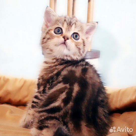 Элитные шотландцы