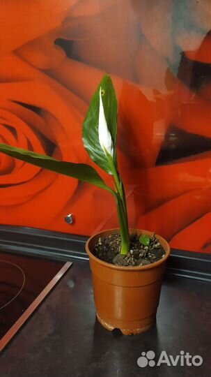 Спатиффилум