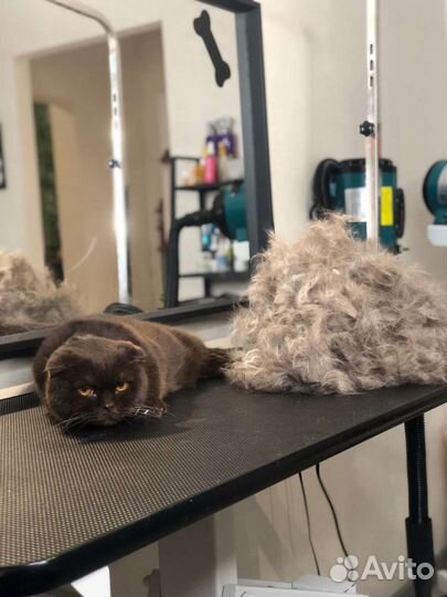 Груминг выезд на дом