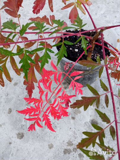 Сумах оленерогий 