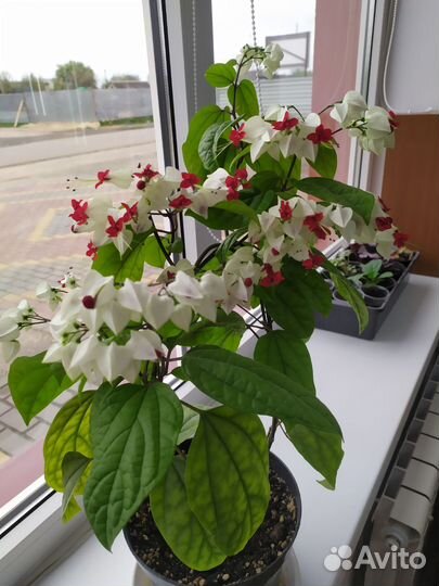 Клеродендрум Томпсона