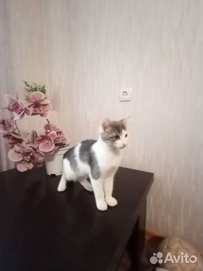 Котенок в добрые руки