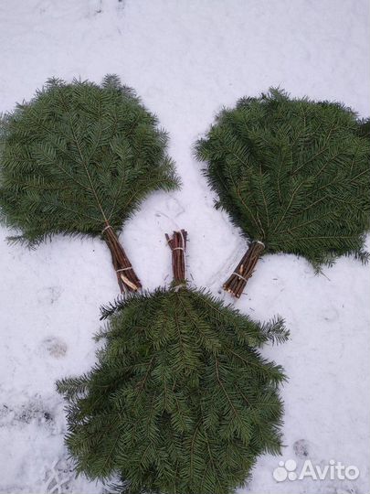 Пихтовые веники