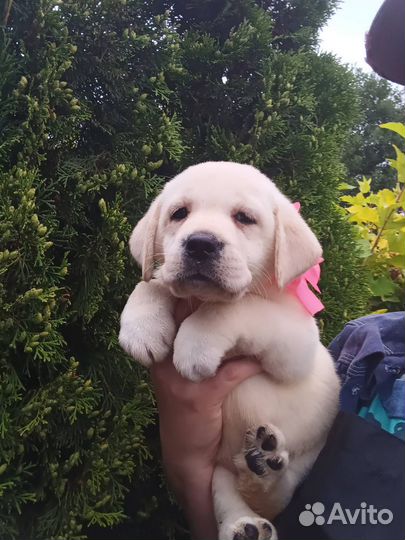 Щенки лабрадора