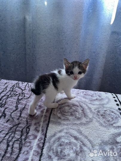 Три кота в добрые руки