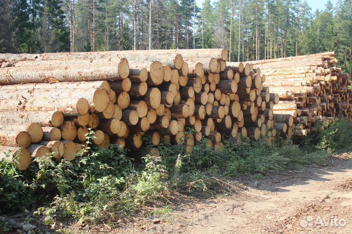 Пиловочник Деловой от 18 Круглый Лес