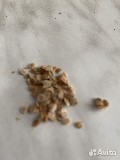 Семена томатов, огурцов, тыква, перцы