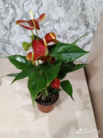 Антуриум красный