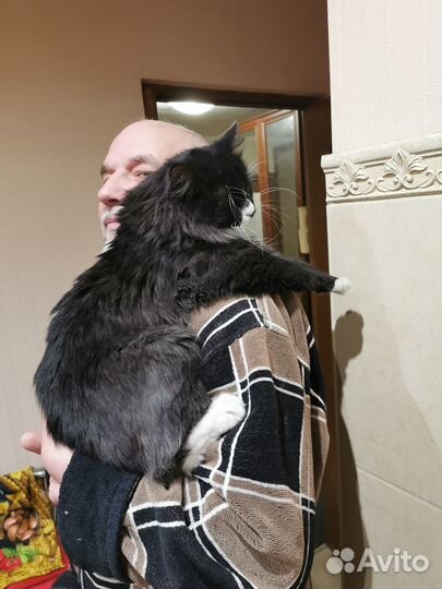 Маркиз де Кис-Кис ищет дом