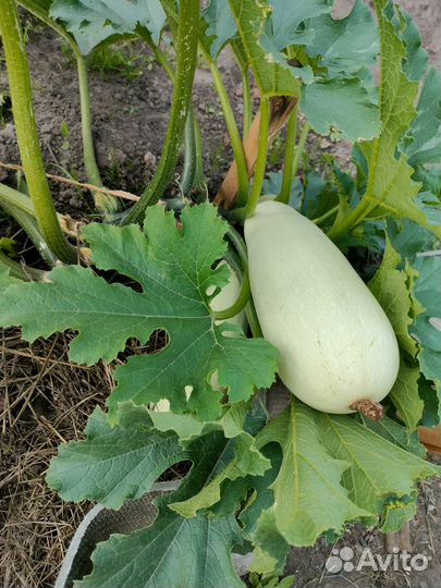 Продам свежие овощи