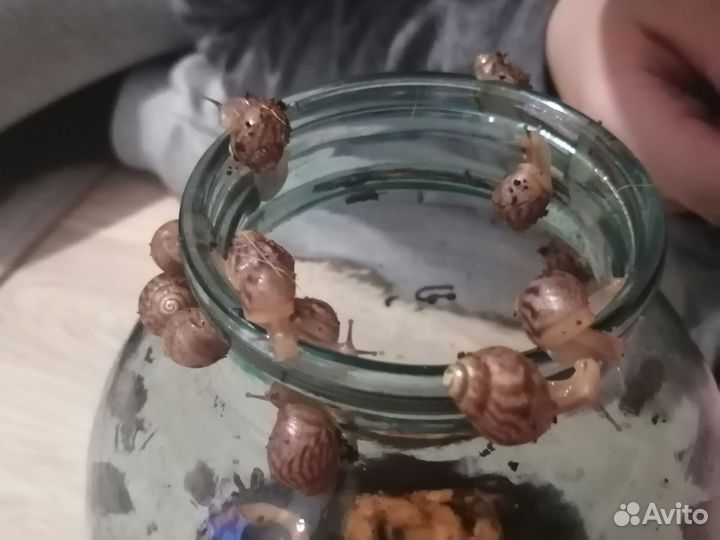 Улитки Ахатины малыши