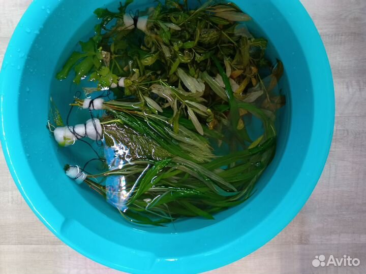 Аквариумные растения прополка