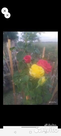 Роза на штамбе