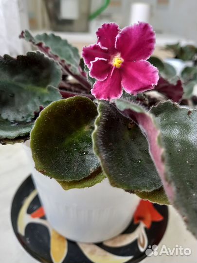 Комнатные цветы