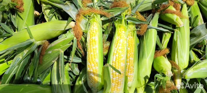 Сладкая кукуруза