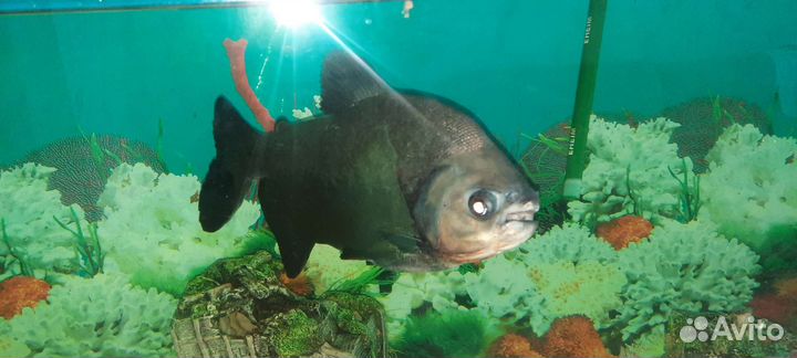 Рыбка пиранья Паку