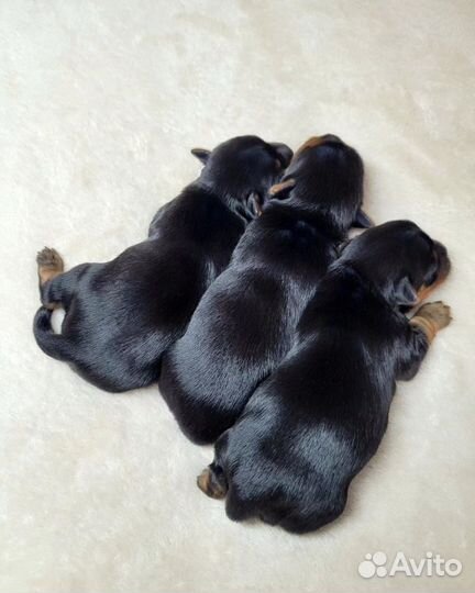 Резерв щенков-Йорка