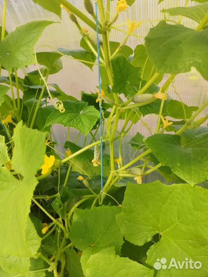 Огурцы свежие домашние