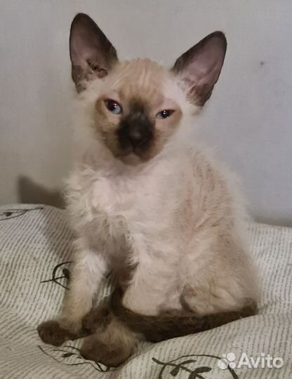 Продам котёнка