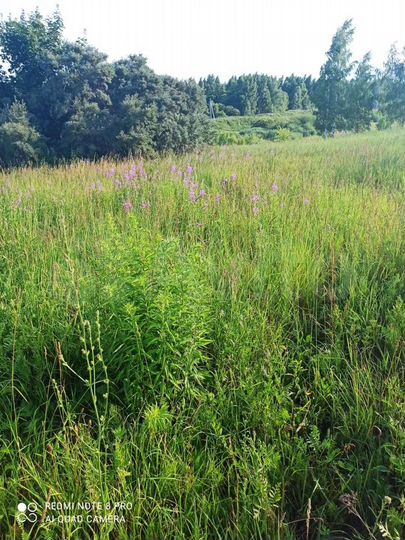 Участок 13 сот. (ИЖС)