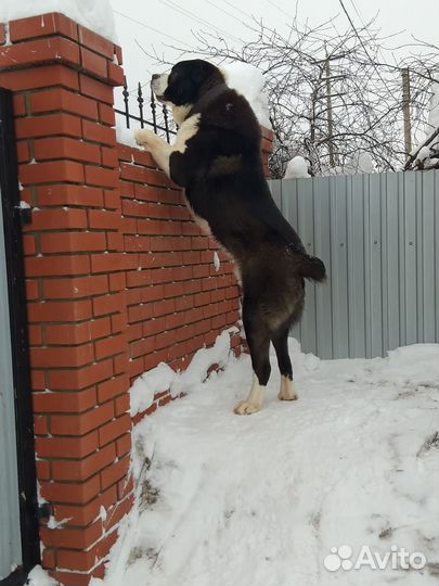 Вязка собак среднеазиатская овчарка алабай