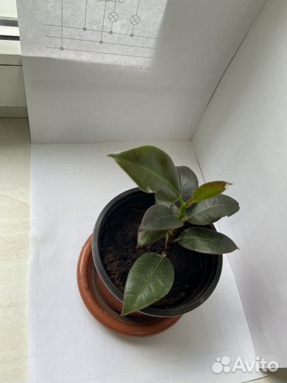 Фикус мелани