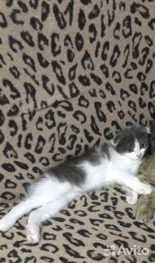 Кошка