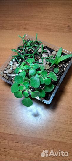 Мини садик суккуленов