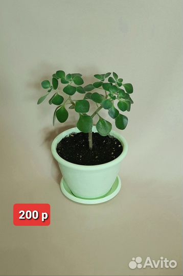 Аихризон дерево любви