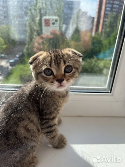 Вислоухая кошка