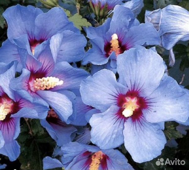 Сортовые гибискусы