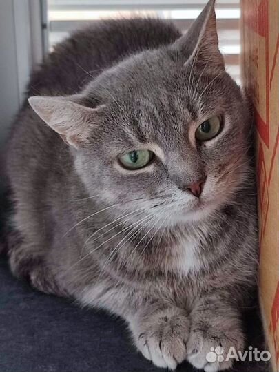 Кошка Милашка в добрые руки